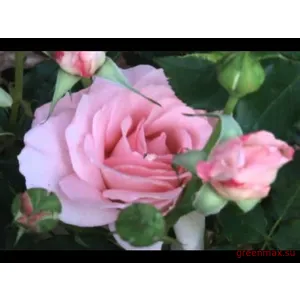 🌹 4. Trandafir „Fuego”