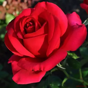 🌹 6. Trandafir  „Don Juan”