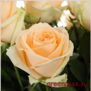 🌹 8. Trandafir „Avalanche Cream”