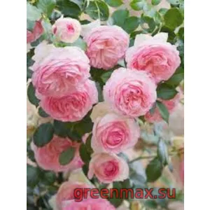 🌹 9. Trandafir „Eden Rose”