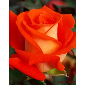 🌹 11. Trandafir „Verano”