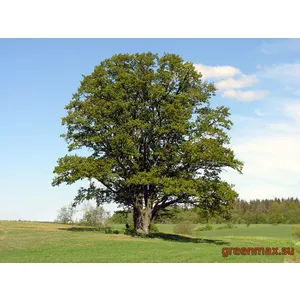 Stejar (Quercus robur)