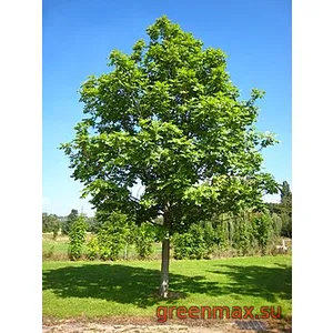 3. Frasin (Fraxinus excelsior)