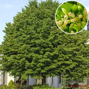 4. Tei (Tilia cordata / Tilia platyphyllos)