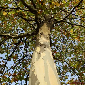 5. Platan (Platanus acerifolia)