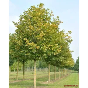 6. Arțar de câmp (Acer campestre)