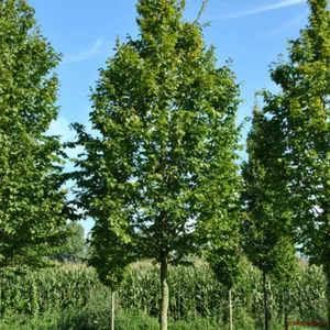 7. Carpen (Carpinus betulus)
