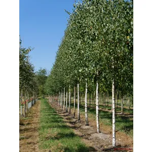 8. Mesteacăn (Betula pendula / Betula pubescens)