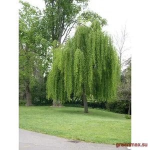 9. Salcie plângătoare (Salix babylonica)