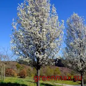 11. Păr ornamental (Pyrus calleryana)