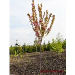 12. Cireș ornamental (Prunus serrulata / Prunus cerasifera)