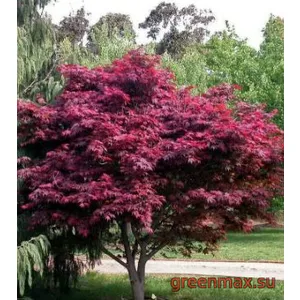 13. Arțar japonez (Acer palmatum)