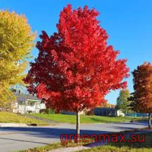 2. Arțar roșu (Acer rubrum)