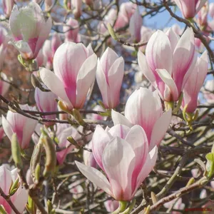 Magnolia soulangeana (Magnolia Soulangeana)