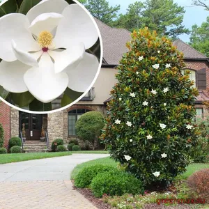 2. Magnolia grandiflora