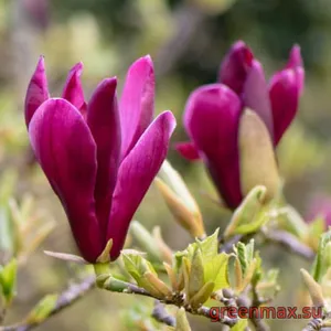 5. Magnolia liliiflora „Leonard Messel”