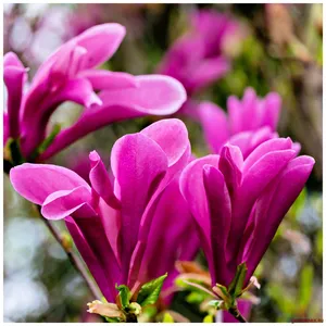 6. Magnolia ‘Susan’