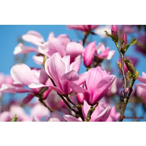 7. Magnolia ‘Galaxy’