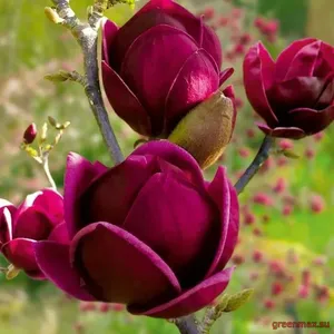 8. Magnolia ‘Black Tulip’