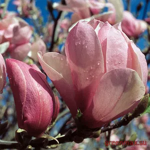 9. Magnolia ‘Pinkie’