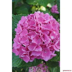 Hortensia roz