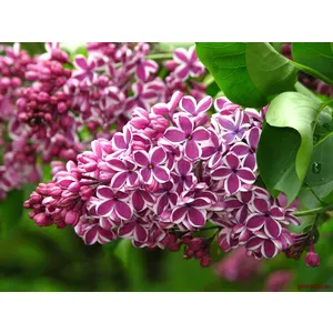 Liliacul Syringa in variete
