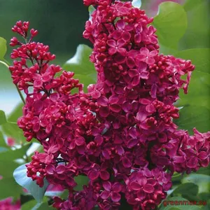 Liliac roșu (Syringa vulgaris – roșu)