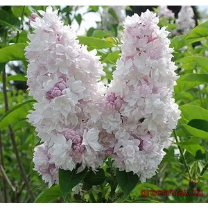 Liliac roz (Syringa vulgaris – roz)