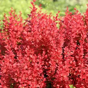 Berberis roșu (Barbaris thunbergii – roșu)