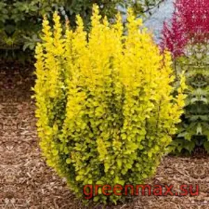 Berberis galben (Barbaris thunbergii ‘Aurea’ – galben)