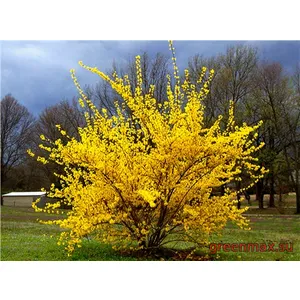 Forsythia (Forzitia)