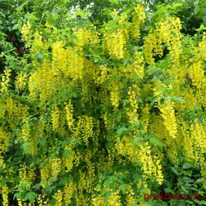 Bobovnicul (Caragana arborescens)