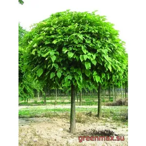 Catalpa (Catalpa bignonioides / Catalpa speciosa)