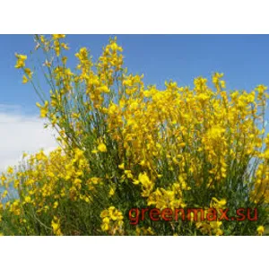 Metelnic (Lonicera – Metelnic japonez / Caprifolium)