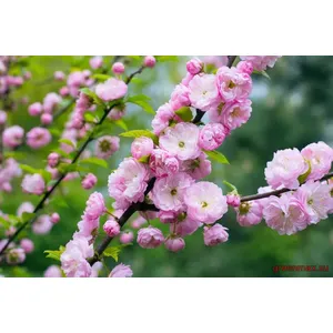 Migdale decorative (Prunus dulcis decorativ / Prunus triloba)