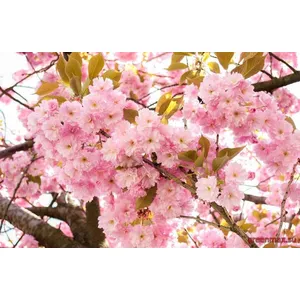Sakura – Cireș ornamental (Prunus serrulata)