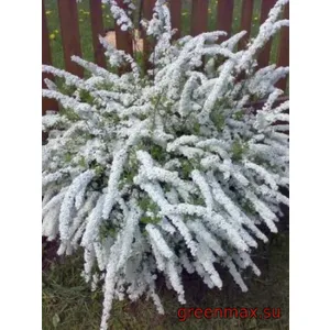 Spirea albă (Spiraea – albă)