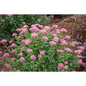 Spirea roz (Spiraea japonica – roz)