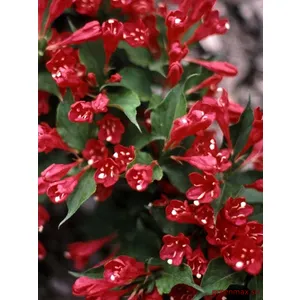 Weigela roșu (Weigela florida – roșu)