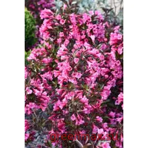 Weigela roz (Weigela florida – roz)