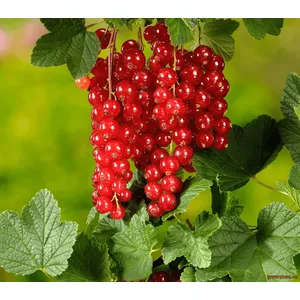 🍒 Coacăza roșie – Ribes rubrum