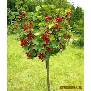 🍒 Smorodina roșie copăcel