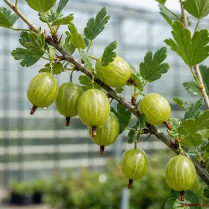 🟢 Agriș Verde – Ribes uva-crispa