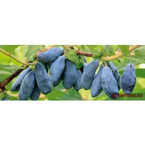 Jimolosti (Haskap) – Lonicera caerulea