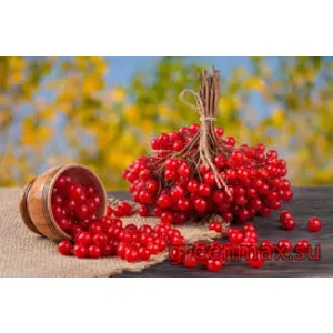 🔴 Călin(Калина)