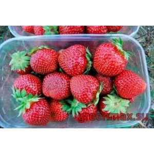 🍓 Căpșuni „Honey”