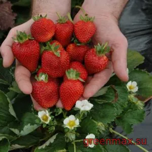 🍓 Căpșuni „Albion” – Soi remontant premium