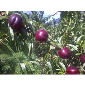 🍑 Nectarin  Big Top